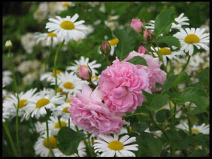 Kamilla lehet ültetni mellett rózsák