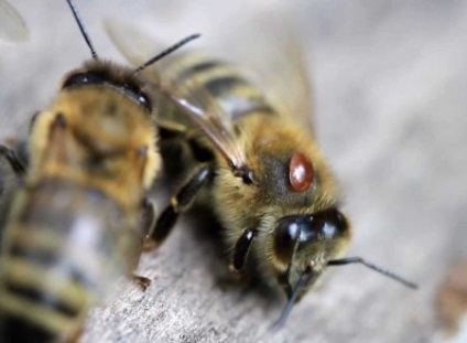 Kezelése méhek atka elleni kezelés, és a betegség tünetei