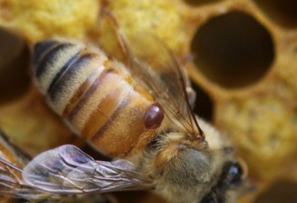 Feldolgozás méheket atkák lehetséges, az eszközöket és utasításokat
