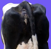 Általános szabályok az állati értékelést, táplálkozási értékelési módszerek, értékelési tápláltsági állapotának tejtermékek