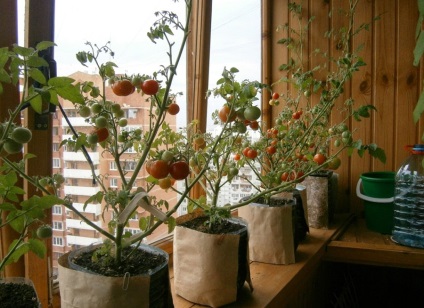 A veteményeskert az erkélyen növekvő zöldség kezeddel a kezdők számára, milyen a növény, és nő, így