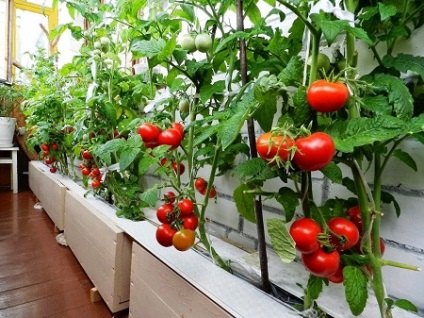 A veteményeskert az erkélyen növekvő zöldség kezeddel a kezdők számára, milyen a növény, és nő, így