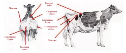 Értékelése tápláltsági állapotának tejelő szarvasmarha, szarvasmarha