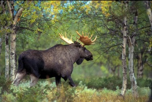Moose vadászat husky - ami fontos tudni