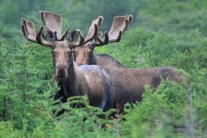 Moose vadászat husky - ami fontos tudni