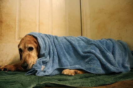 Hypothermia háziállat - a fő tünetek és hatások