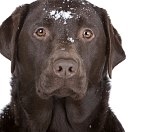 kutyák hipotermia, hogyan kell segíteni neki, egészség, kutya magazin