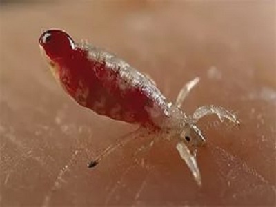 Paraziták férgekkel történő kezelése
