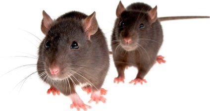 Miért tüsszentés patkány - okok, kezelés, megelőzés