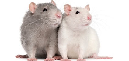 Miért tüsszentés patkány - okok, kezelés, megelőzés