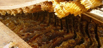 A használata méz az emberi szervezet számára