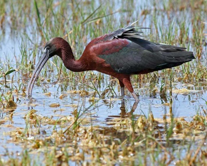 Bird ibis, leírás, fényképek
