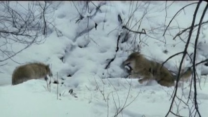 A történetek a film Vesegonsk farkas