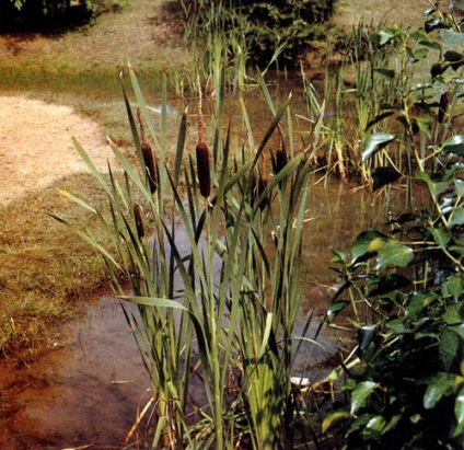 Növények a víz közelében 1989 - Encyclopedia kertész