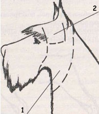 Óriás schnauzer (Óriás schnauzer) (zoosalon) Óriás schnauzer (Óriás schnauzer)