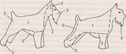 Óriás schnauzer (Óriás schnauzer) (fésülés) Óriás schnauzer (Óriás schnauzer)