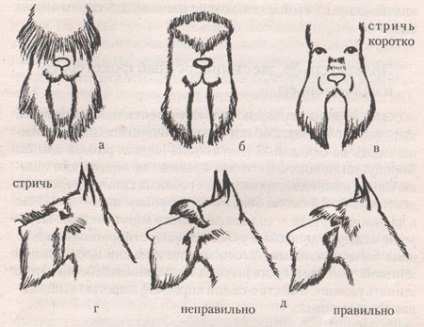 Óriás schnauzer (Óriás schnauzer) (kutyakozmetika) Óriás schnauzer (Óriás schnauzer)