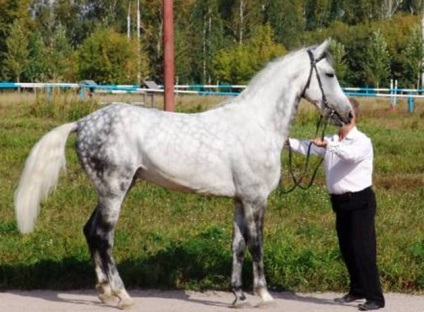 A legszebb lovak a világon - a top 5 szikla - lovam