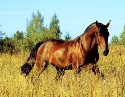 A legszebb lovak a világon - a top 5 szikla - lovam