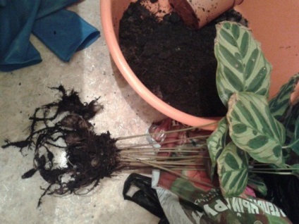 A homok titkai, hogyan kell helyesen gondozni a Calathea (Calathea) A homok titkai, hogyan kell helyesen gondozni Calathea
