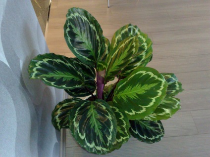 A homok titkai, hogyan kell helyesen gondozni a Calathea (növekedési pont) A homok titkai, hogyan kell helyesen gondozni Calathea