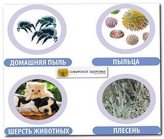 Szibériai Egészségügyi szezonális allergiák (krónikus asztma)