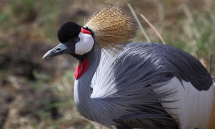 Crane álmot könyvet, mit álmodik daru egy álomban (álom értelmezése) Crane álmot könyvet, mit álmodik daru álom