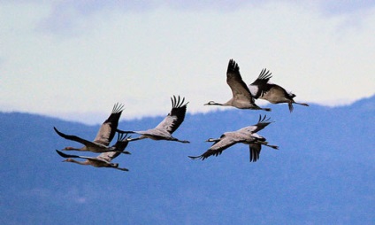 Crane álmot könyvet, mit álmodik daru egy álomban (álom értelmezése) Crane álmot könyvet, mit álmodik daru álom