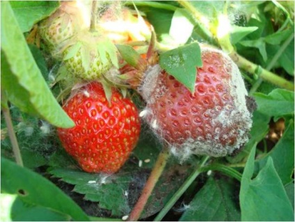 Mentése eper termés botrytis