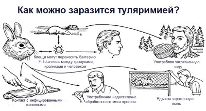 Tularemia - amit az oltóanyagot