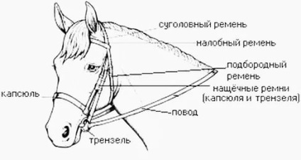 Kantár a ló része a hám, a kábelköteg típusok