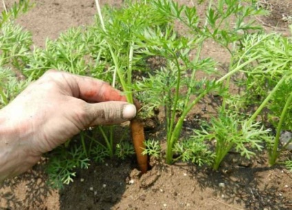A növekvő sárgarépa fajták, ültetés, gondozás, betegségek és kártevők, kezelés, fotó, videó