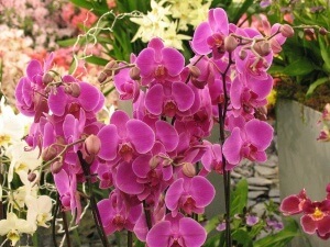 Növekvő orchideák fajta Milton otthon részletes szabályok transzplantációs és gondozás