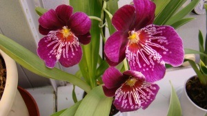 Növekvő orchideák fajta Milton otthon részletes szabályok transzplantációs és gondozás