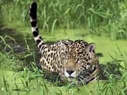 Jaguar állat üzenet - fauna