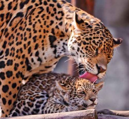 Jaguar állat üzenet - fauna