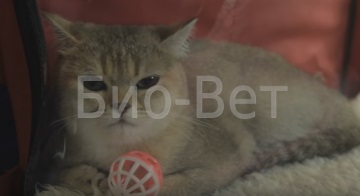 Volvulus a macskák, a tünetek és kezelések (sürgősségi állatorvosi ellátás éjjel-nappal) Volvulus macskáknál, tünetei és kezelése