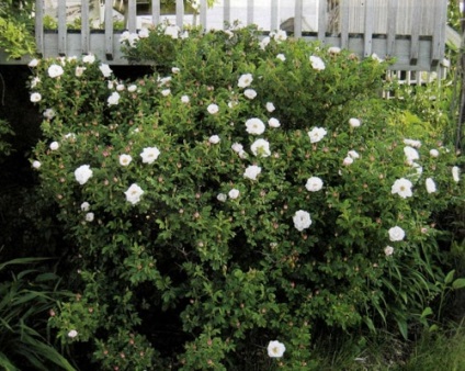 Hedge csipkebogyó hogyan lehet létrehozni egy virágzó kerítés kezével