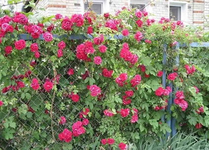 Hedge csipkebogyó hogyan lehet létrehozni egy virágzó kerítés kezével