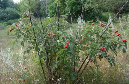 Hedges csípkegogyó - a kiválasztott fajták, ültetés, gondozás