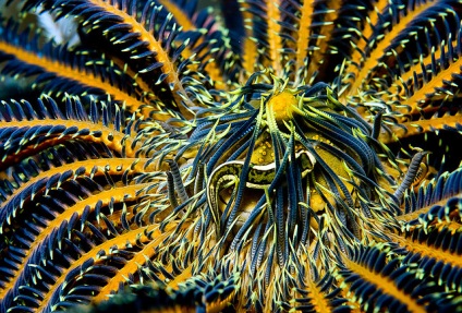 Az állatvilág a tengerek és óceánok - a csodálatos világ az állatok