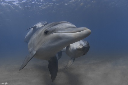 Az állatvilág a tengerek és óceánok - a csodálatos világ az állatok