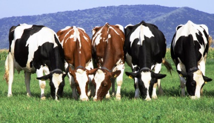 20 érdekes tény a tehenek