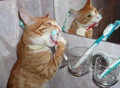 3. A Tanács hogyan kell tisztítani a macska fogait