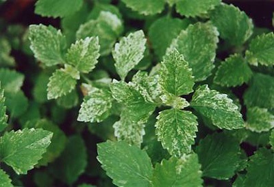Mezőgazdaságtudományi terv termesztésére borsmenta, fodormenta alkalmazásával műtrágyák BioSevia (menta) Mezőgazdaságtudományi terv termesztésére borsmenta, fodormenta alkalmazásával műtrágyák BioSevia