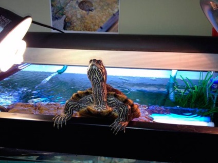 Akvárium a vörös-teknős - ötletek és tanácsot választott