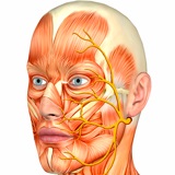 Alkoholos neuropátia (polineuropátia) - Causes, tünetek, kezelés az alsó végtagok,