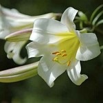 Allergia liliom (allergia) Allergiás a liliom