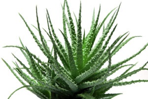 Aloe otthoni haj értékelések használatáról szóló ampullák