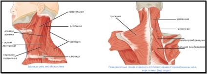 Anatomy of a nyaki izmok